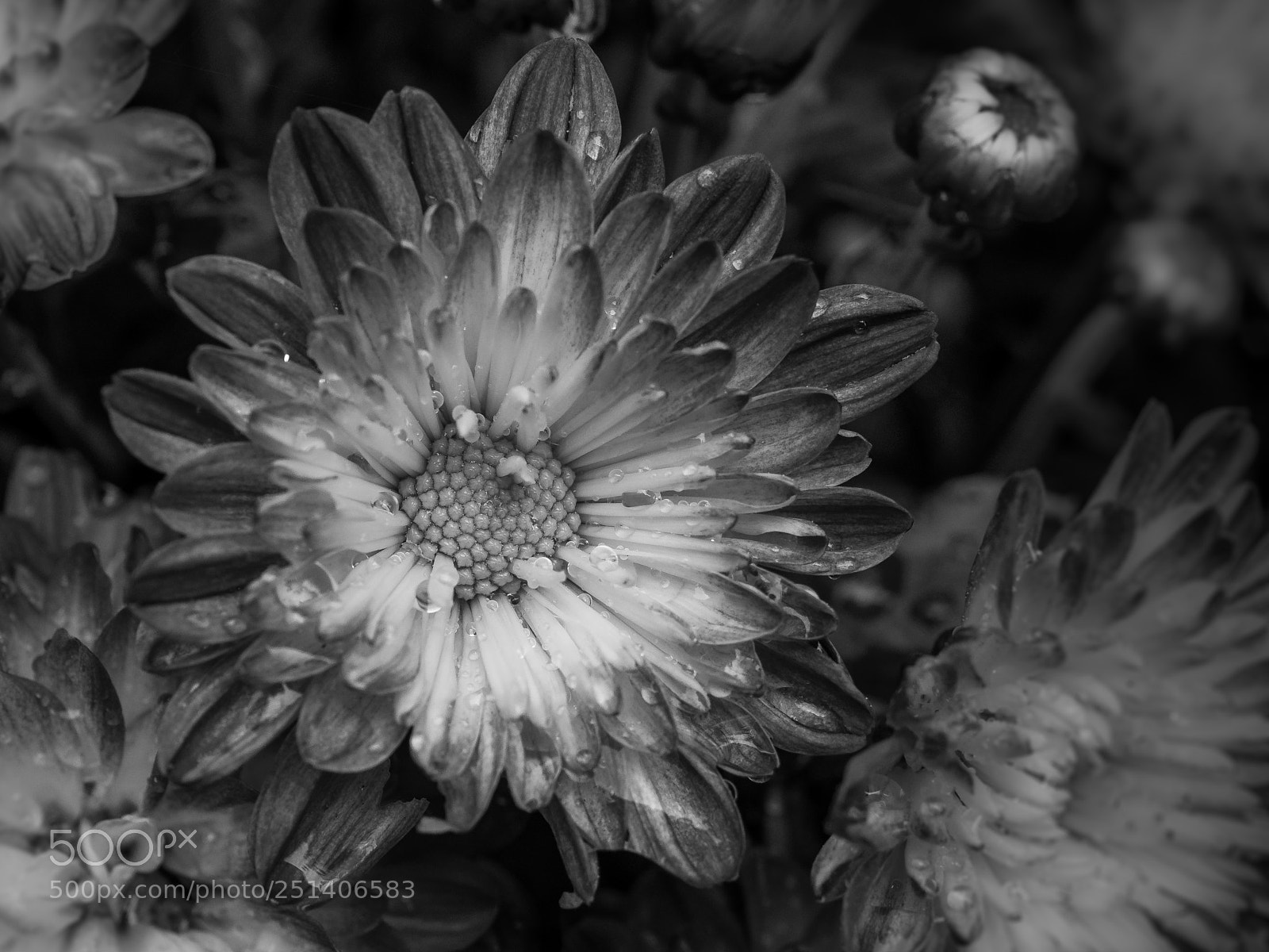 Olympus OM-D E-M1 sample photo. Beautiful flower photography