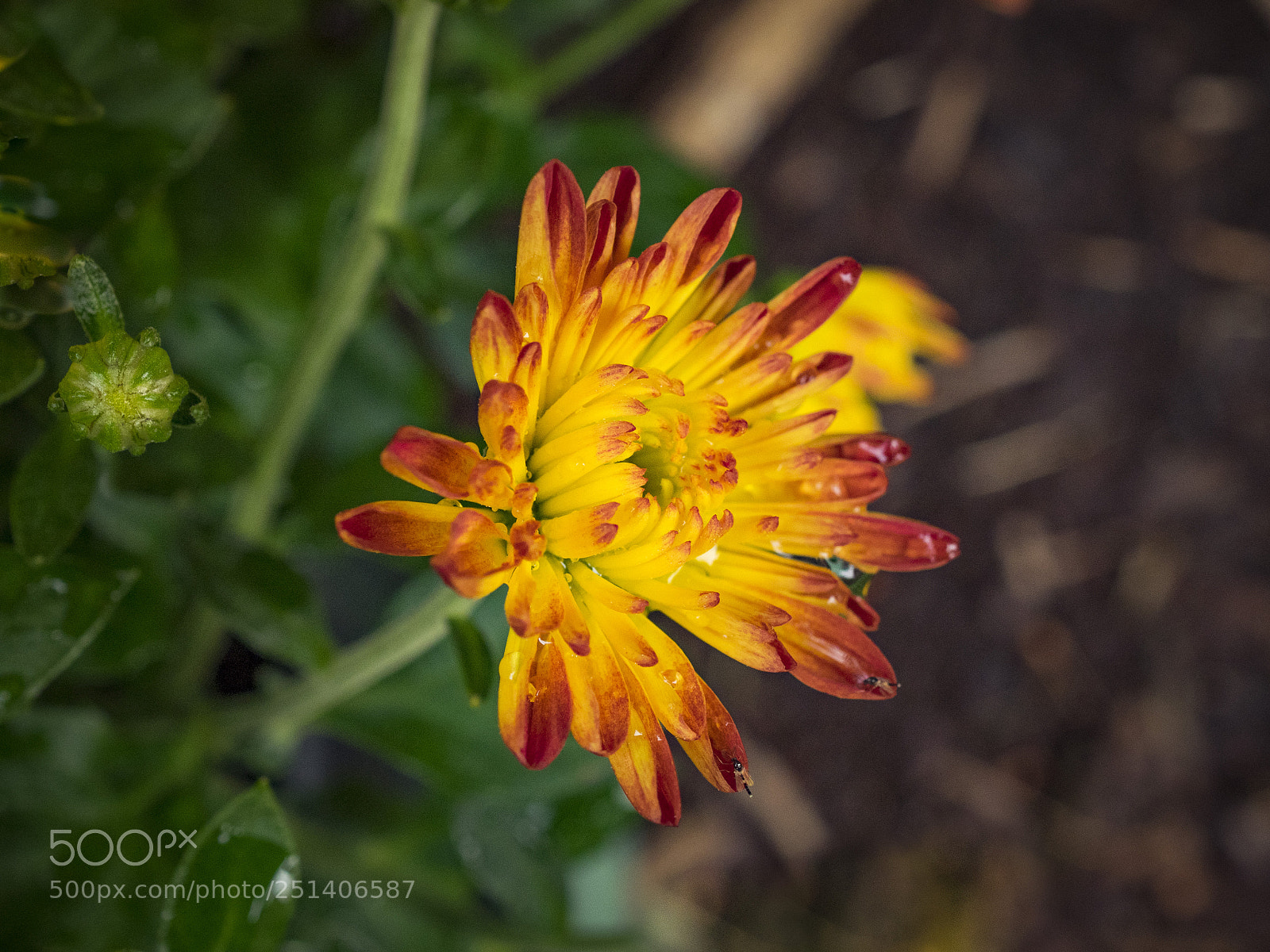 Olympus OM-D E-M1 sample photo. Beautiful flower photography