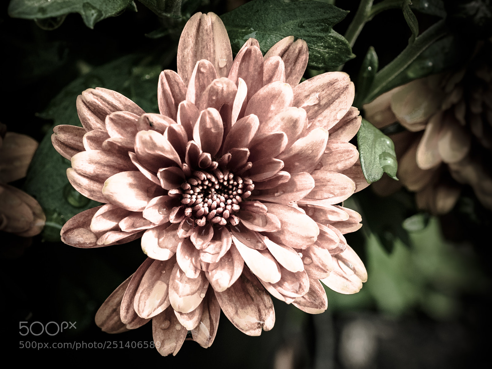 Olympus OM-D E-M1 sample photo. Beautiful flower photography