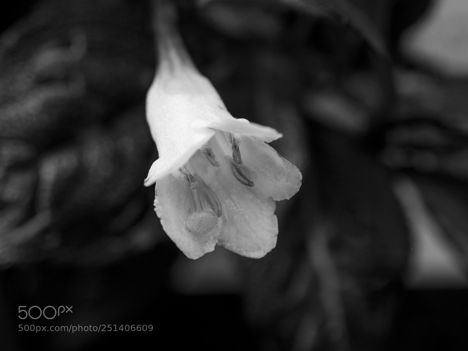 Olympus OM-D E-M1 sample photo. Beautiful flower photography