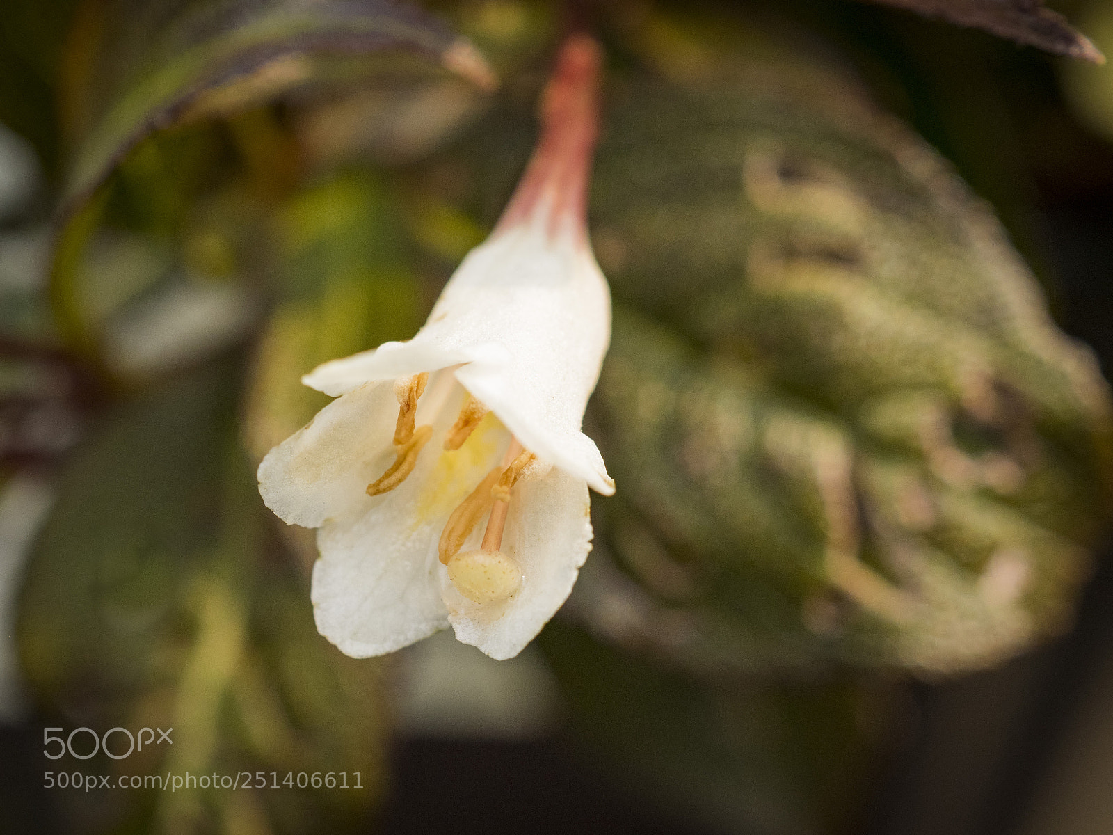 Olympus OM-D E-M1 sample photo. Beautiful flower photography