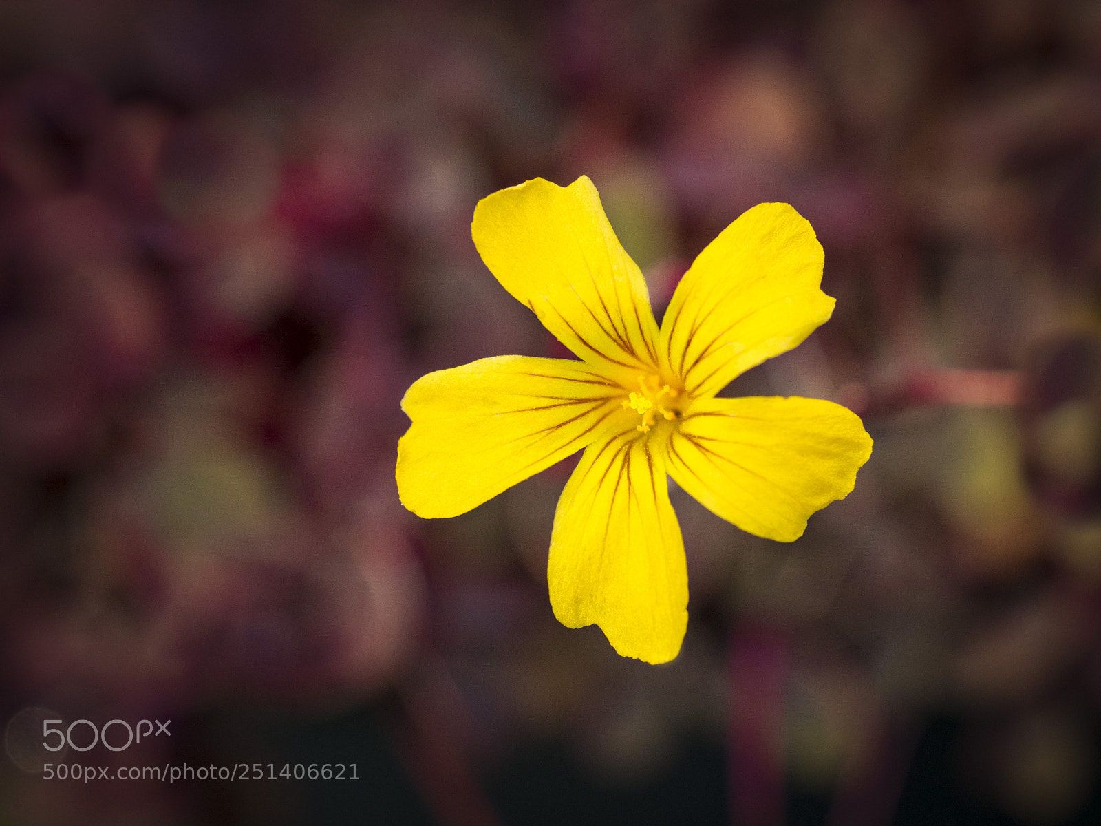 Olympus OM-D E-M1 sample photo. Beautiful flower photography