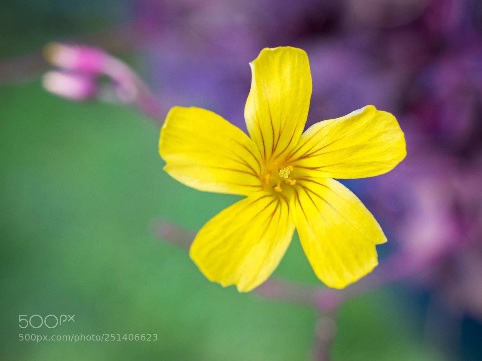 Olympus OM-D E-M1 sample photo. Beautiful flower photography