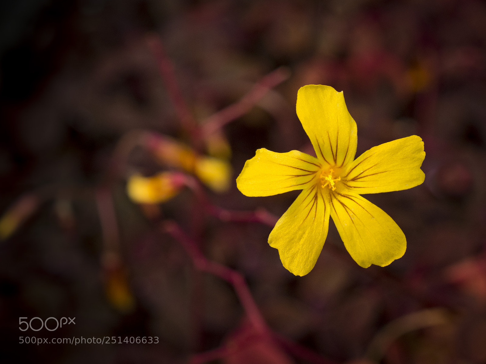 Olympus OM-D E-M1 sample photo. Beautiful flower photography