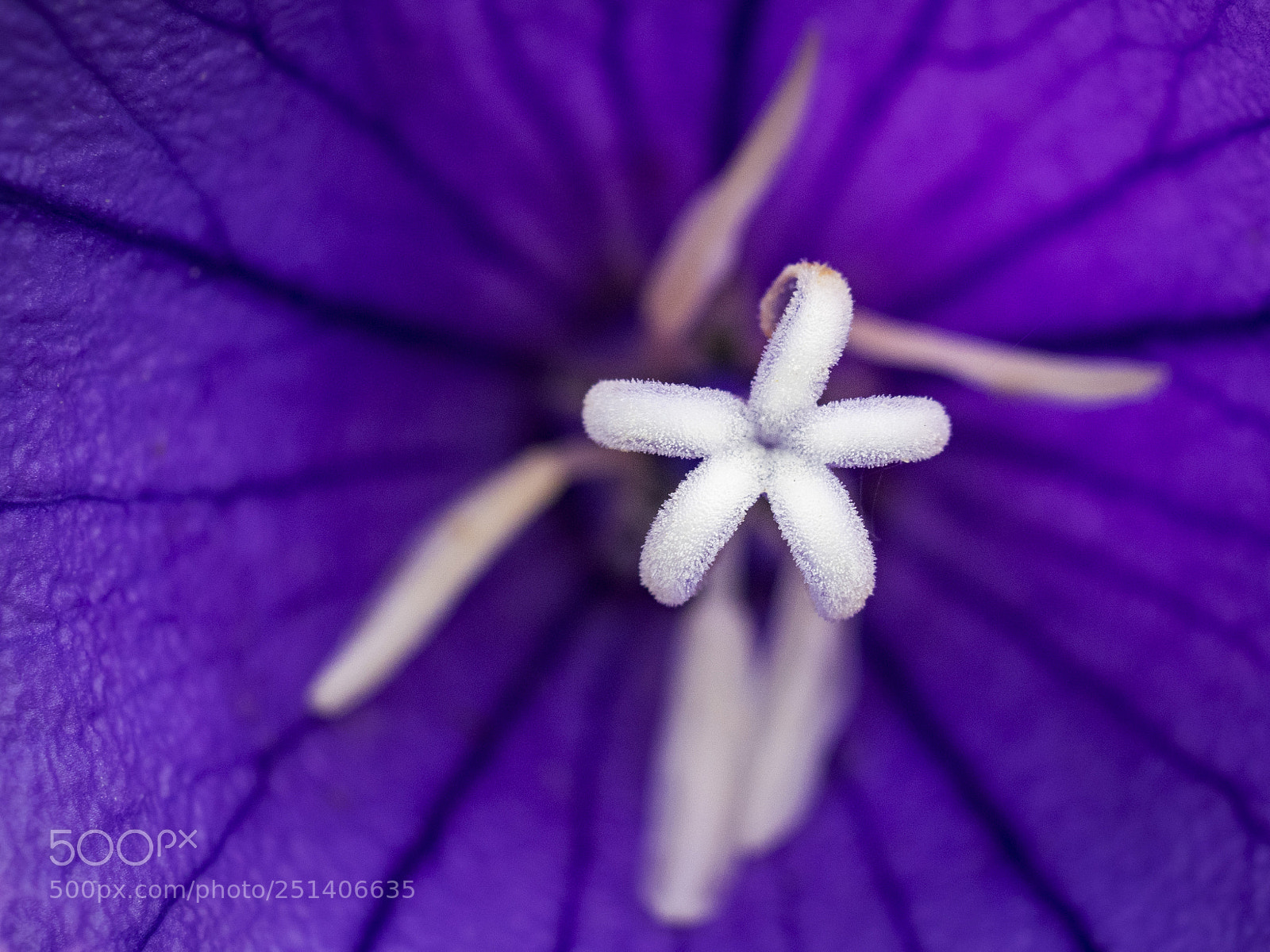 Olympus OM-D E-M1 sample photo. Beautiful flower photography