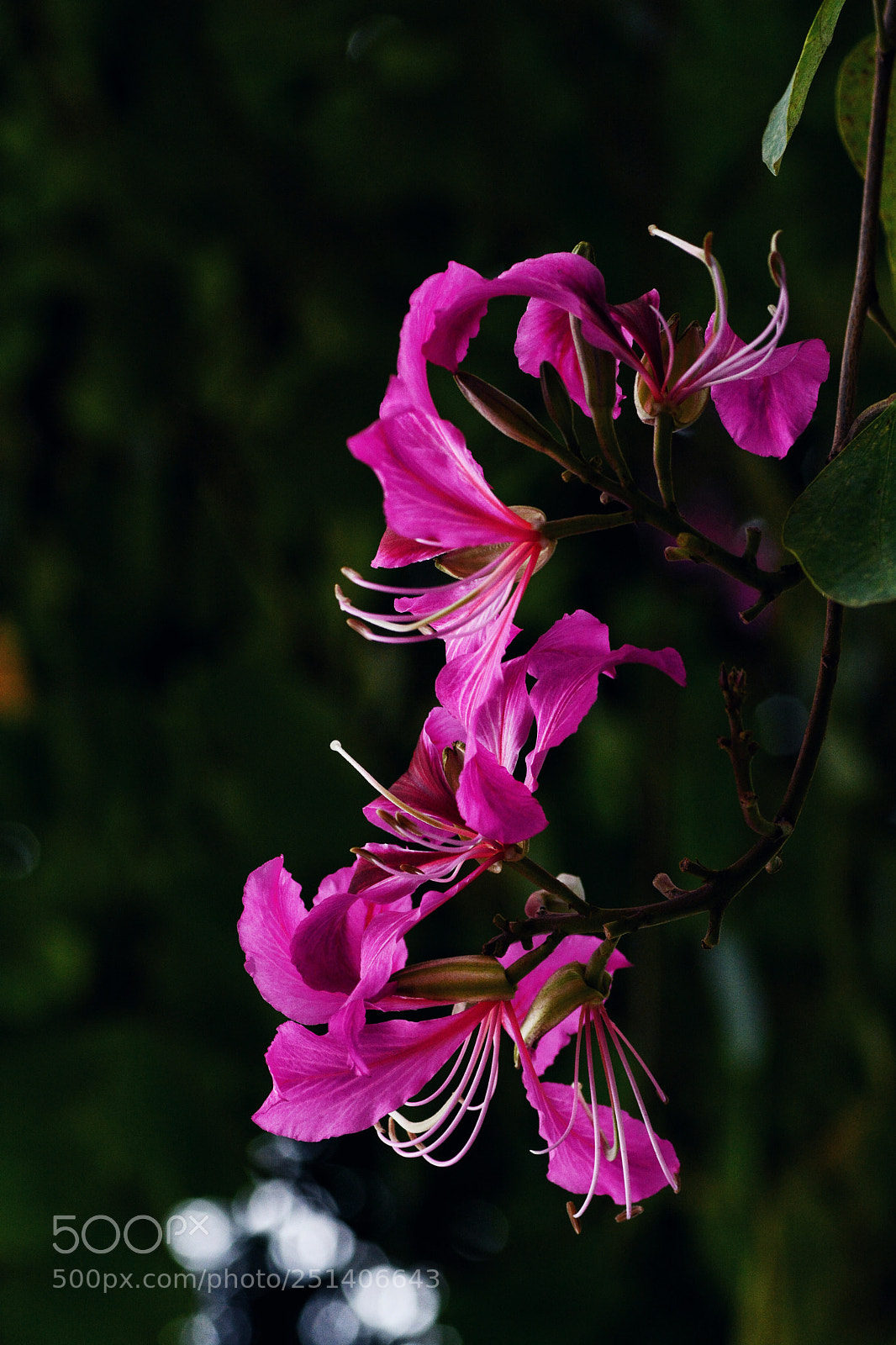 Nikon D7100 sample photo. Untitled photography