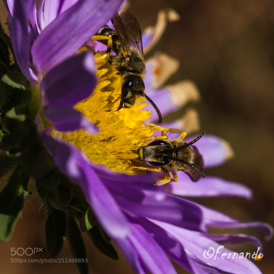 Canon EOS 550D (EOS Rebel T2i / EOS Kiss X4) sample photo. Duo of bees duo photography