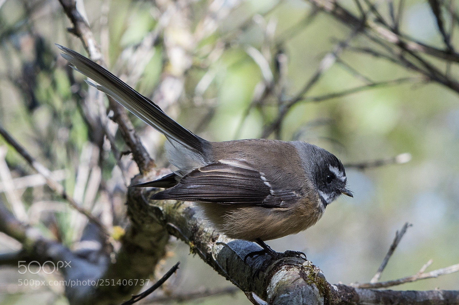 Nikon D500 sample photo. Fantail piwakawaka rhipidura fuliginosa photography