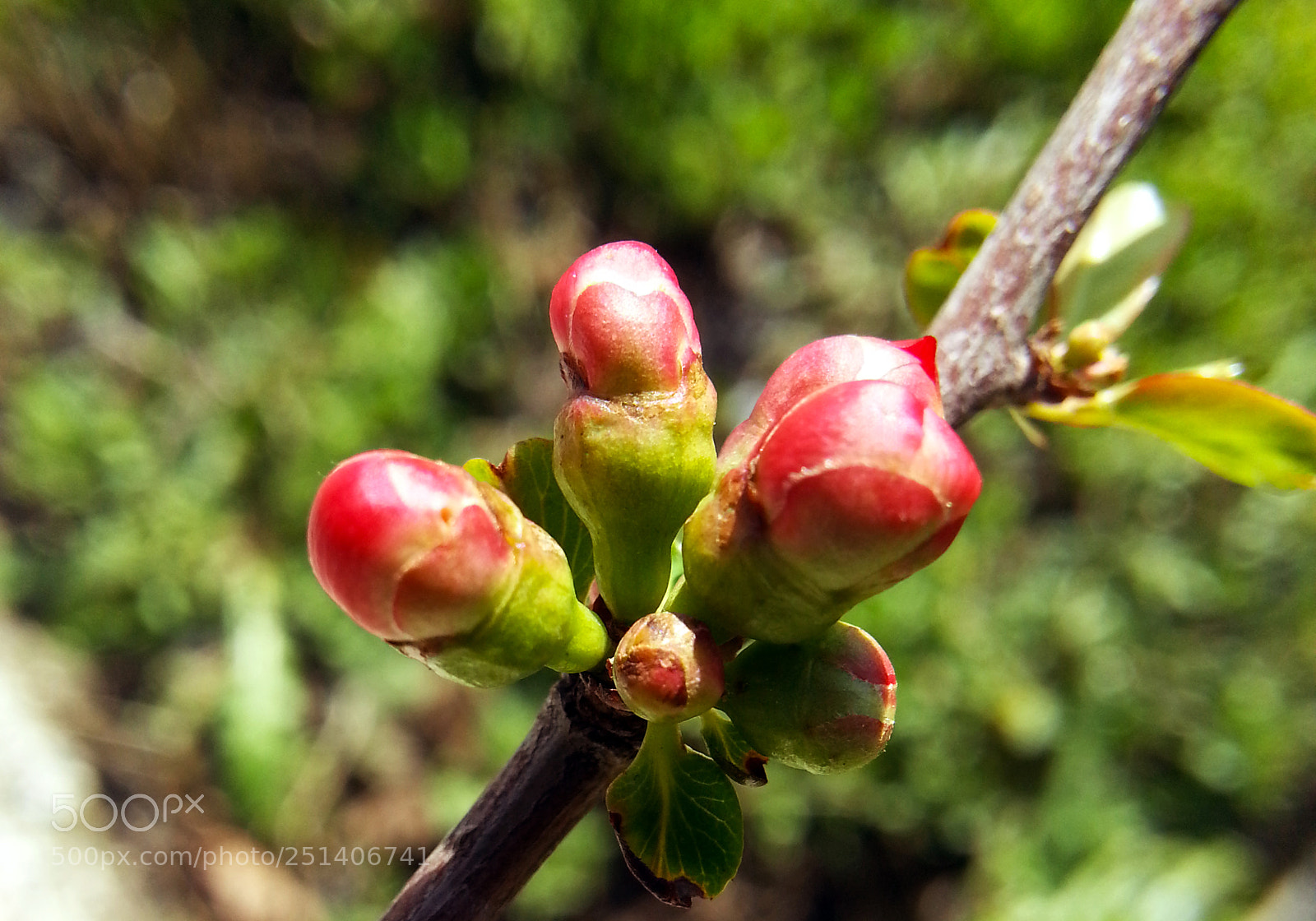 Samsung Galaxy Note2 sample photo. Spring photography