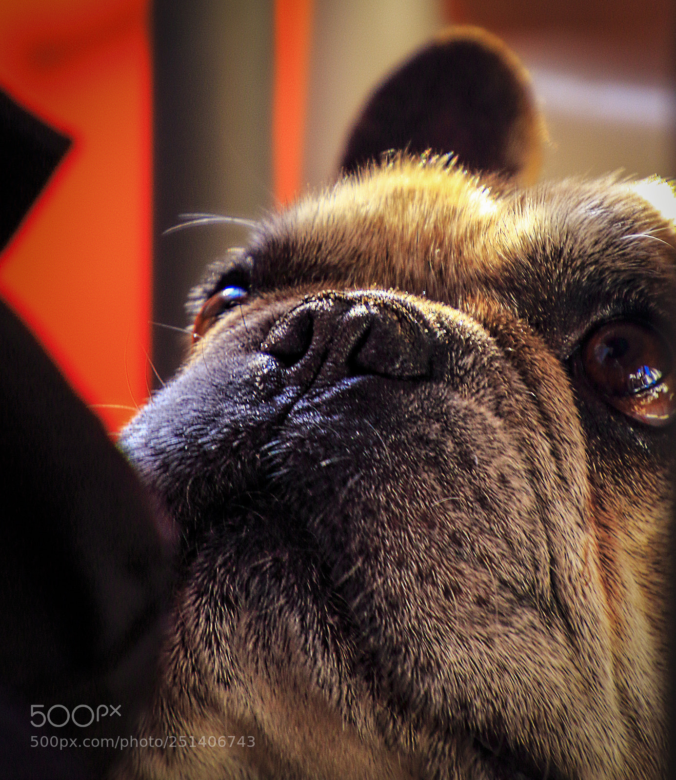 Canon EOS 550D (EOS Rebel T2i / EOS Kiss X4) sample photo. Perrito photography