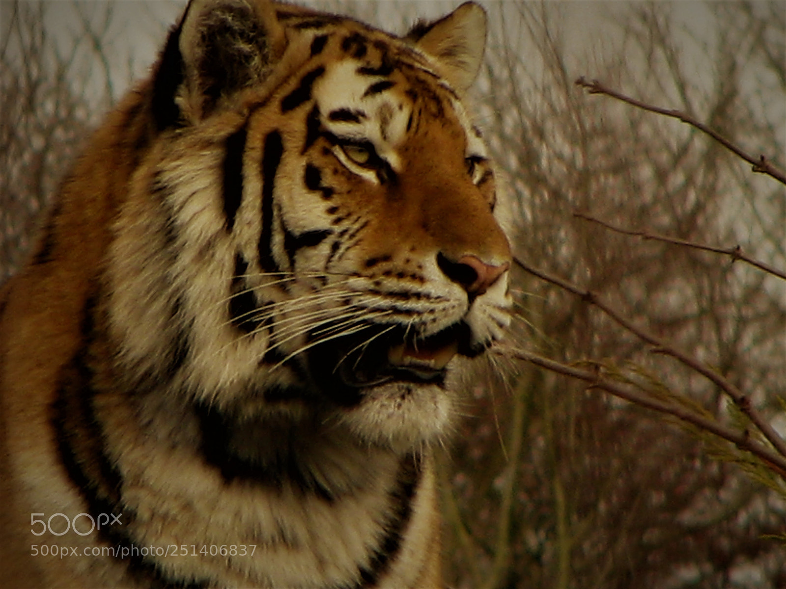 Canon POWERSHOT S5 IS sample photo. Tiger awareness photography