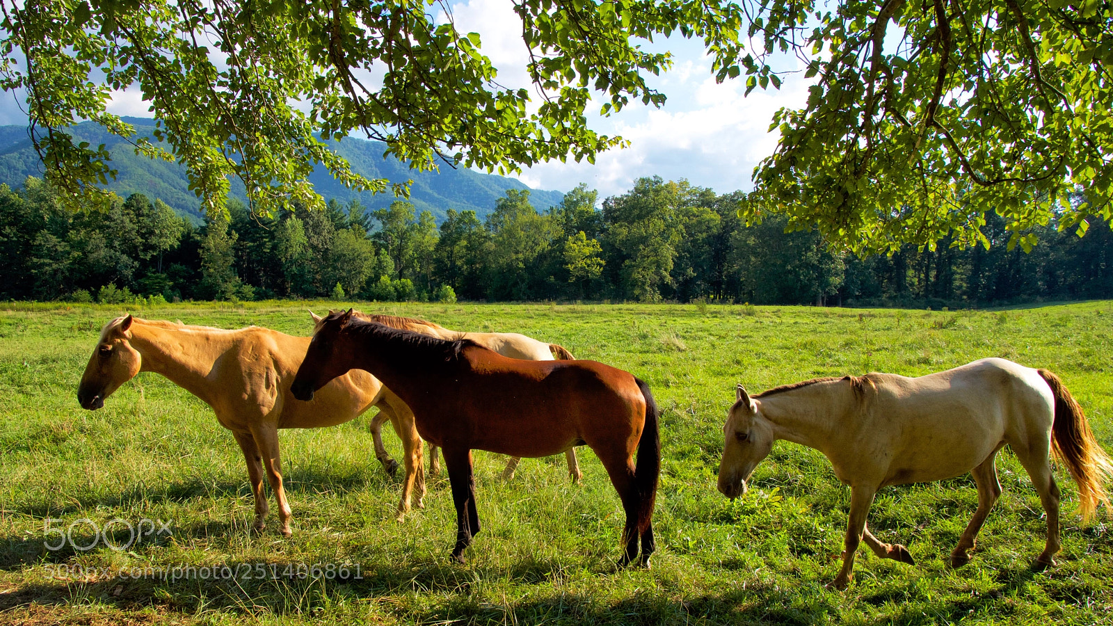Nikon D7200 sample photo. Horses in the sun photography