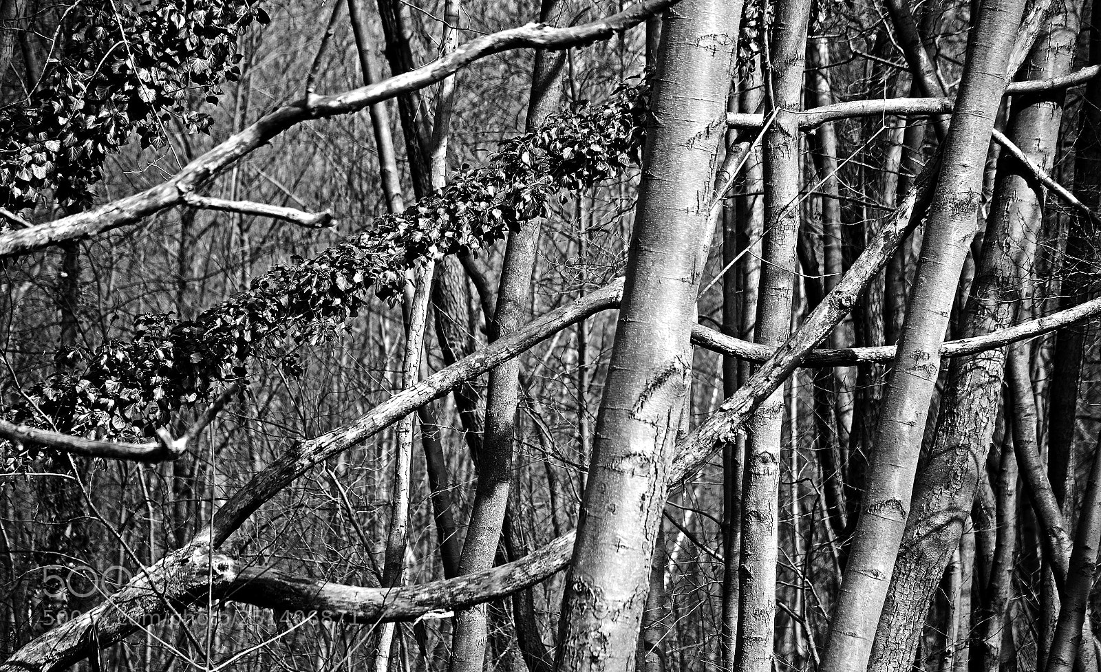 Nikon D7000 sample photo. Bw deep forest ii photography