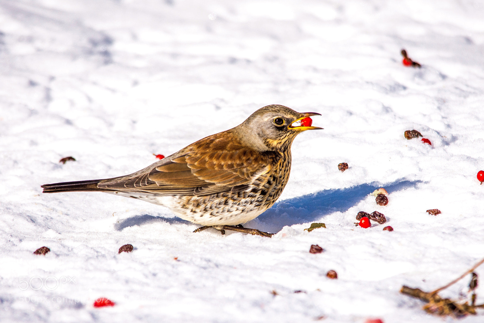 Nikon D7200 sample photo. Fieldfare photography