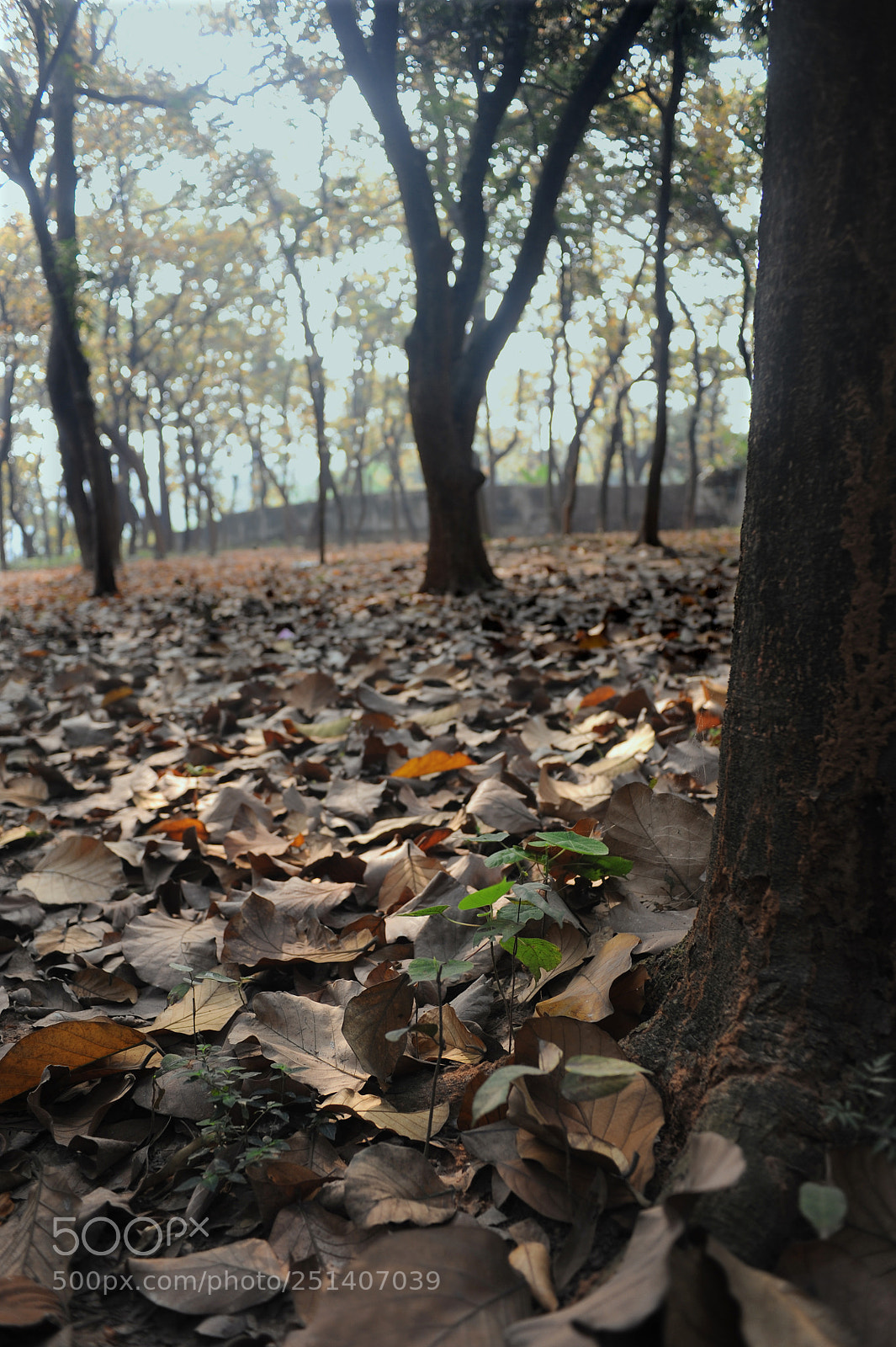 Nikon D700 sample photo. Life has many shades_6 photography