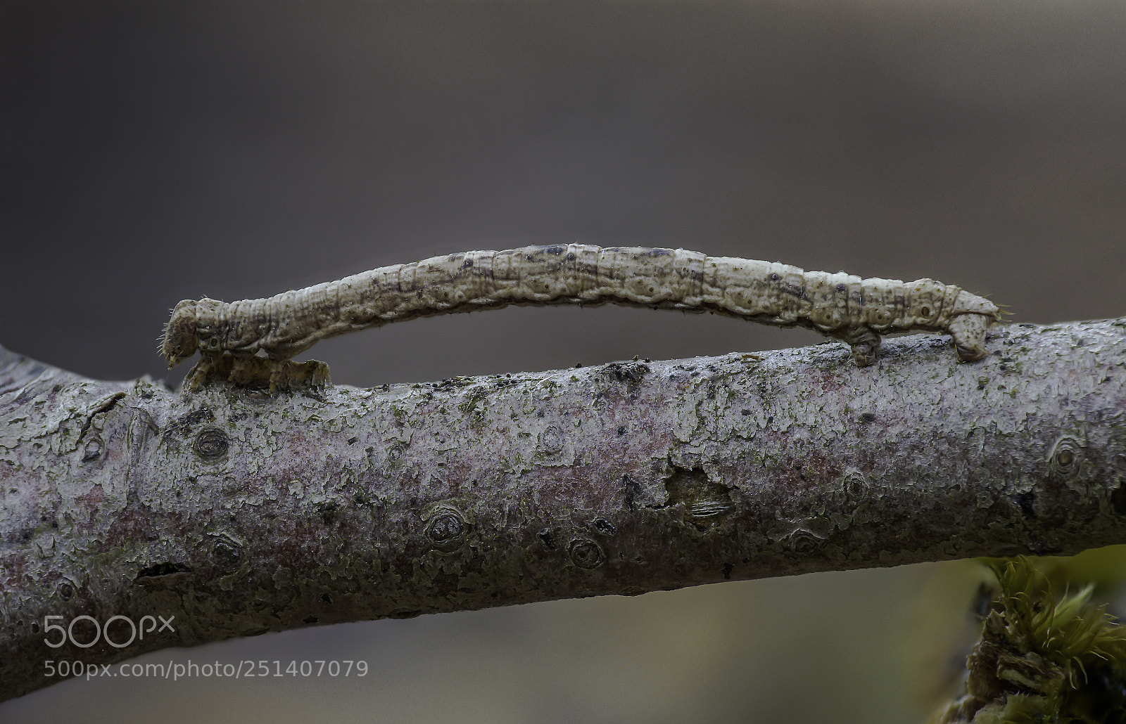 Olympus OM-D E-M1 Mark II sample photo. Little caterpillar photography