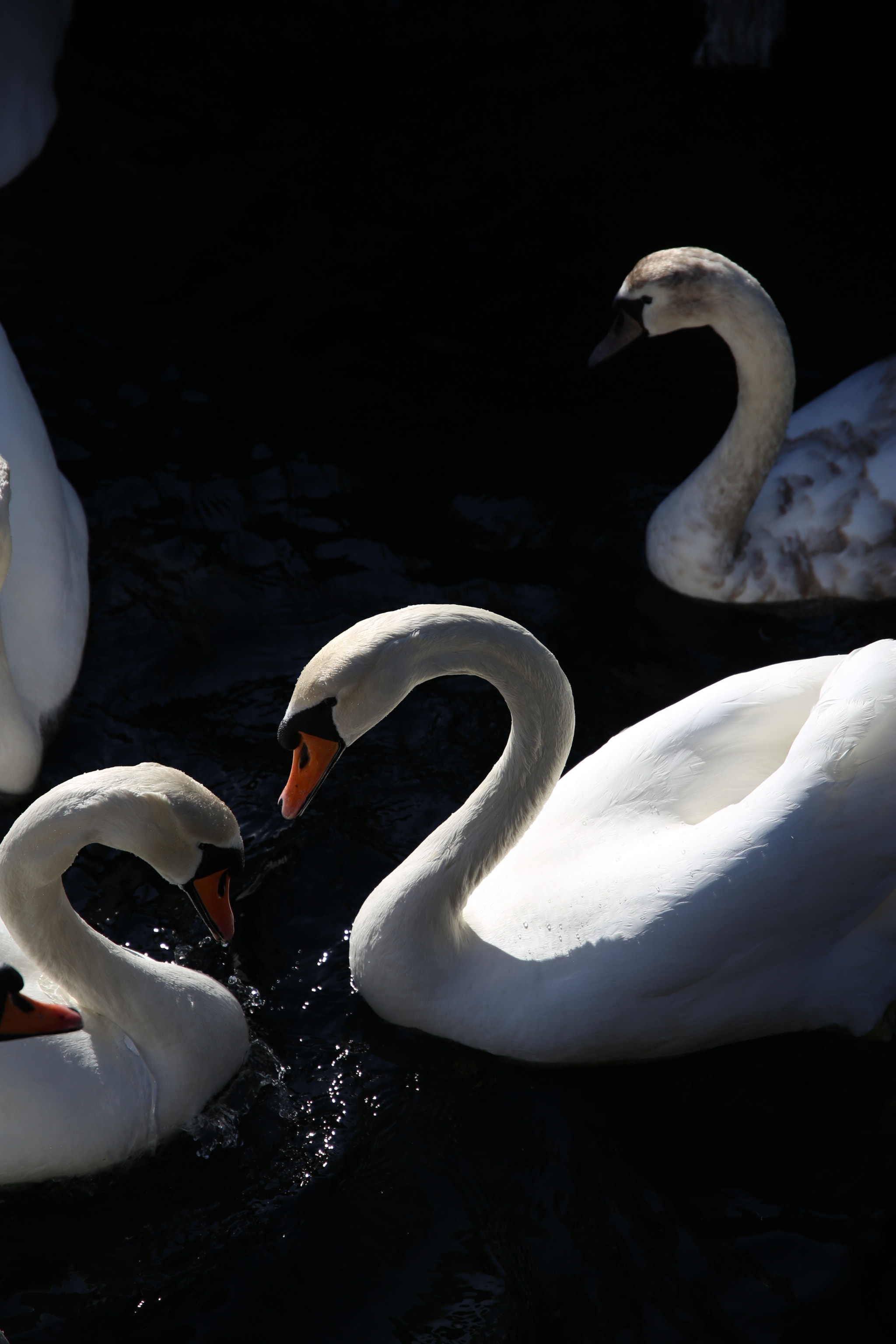 Canon EOS 6D + Sigma 17-70mm F2.8-4 DC Macro OS HSM sample photo. Swans photography
