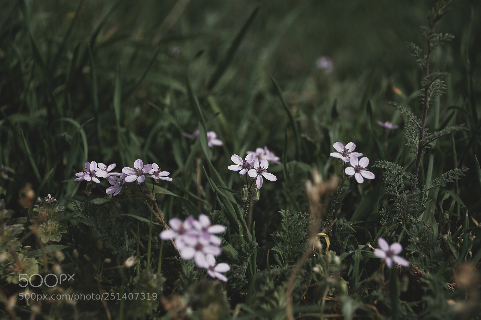 Nikon D5000 sample photo. Violet photography
