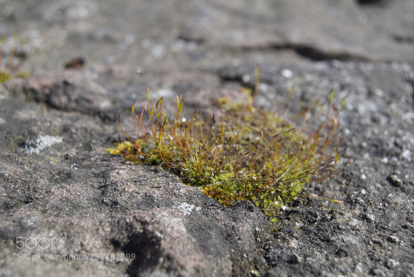 Nikon D3000 sample photo. Untitled photography