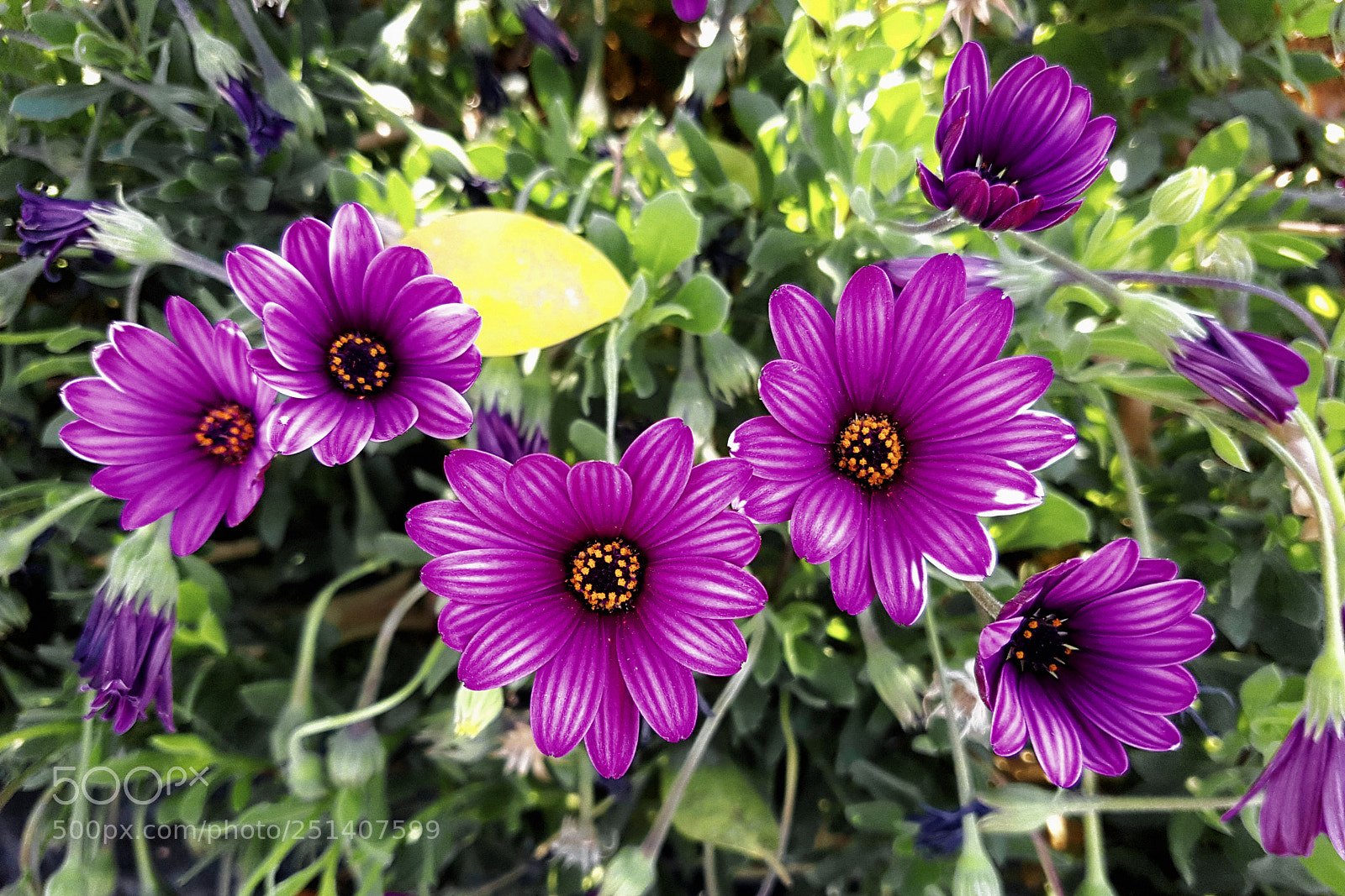 Samsung Galaxy S7 Edge sample photo. Margaritas purpuras photography