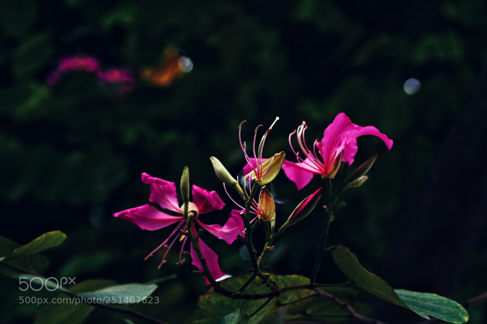 Nikon D7100 sample photo. Untitled photography