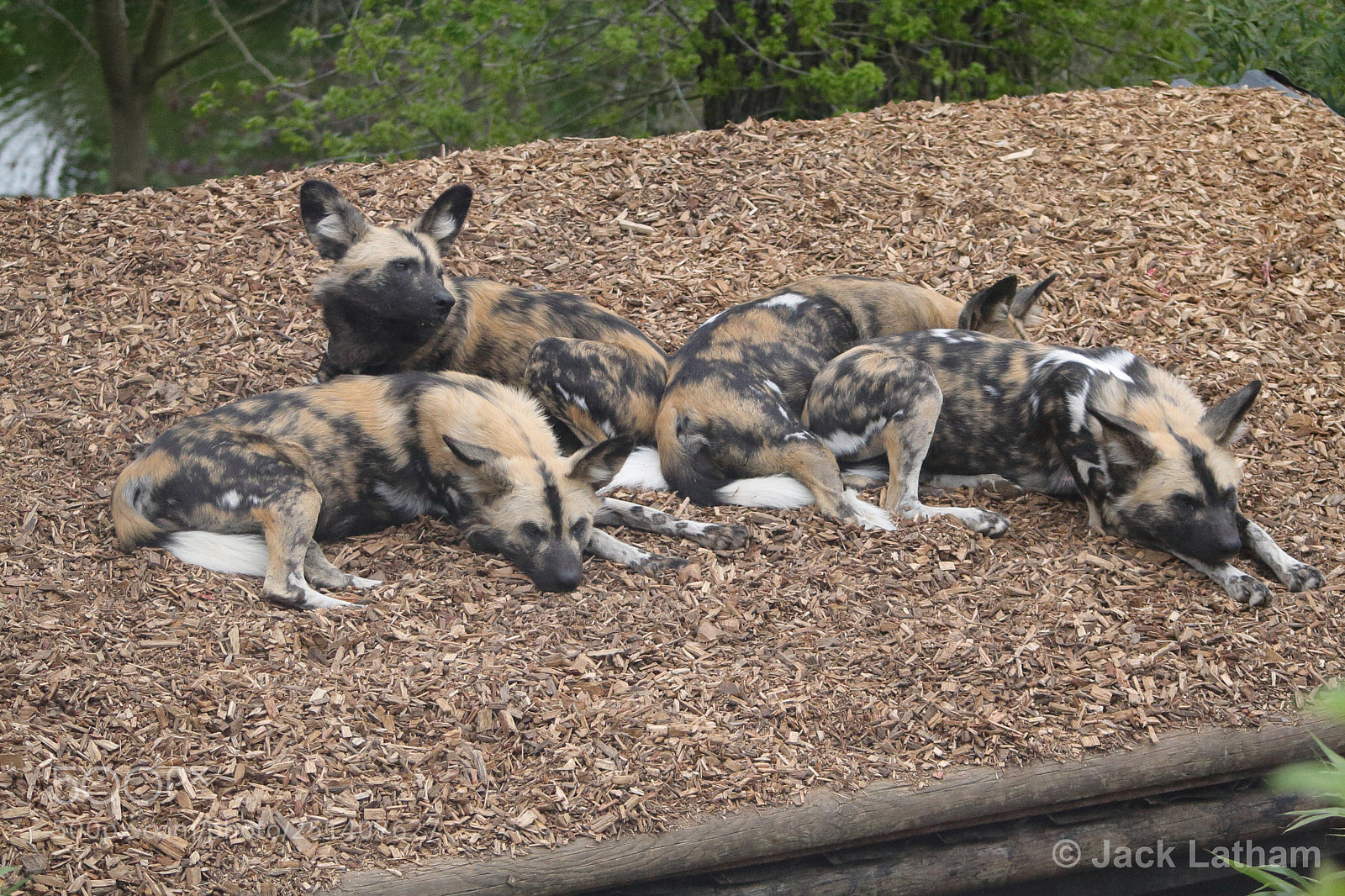 Canon EOS 350D (EOS Digital Rebel XT / EOS Kiss Digital N) sample photo. Hunting dogs photography