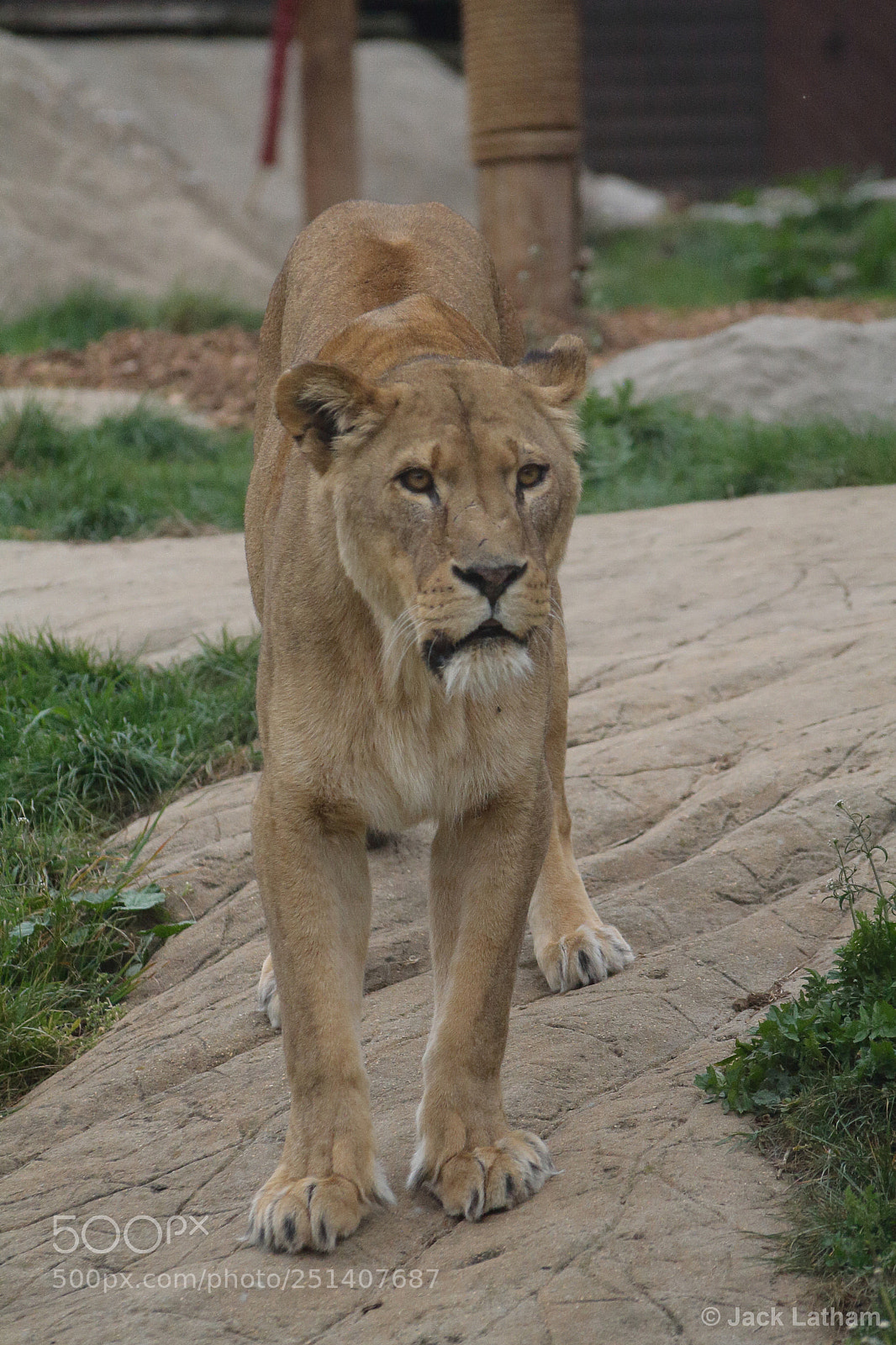 Canon EOS 350D (EOS Digital Rebel XT / EOS Kiss Digital N) sample photo. Lioness photography