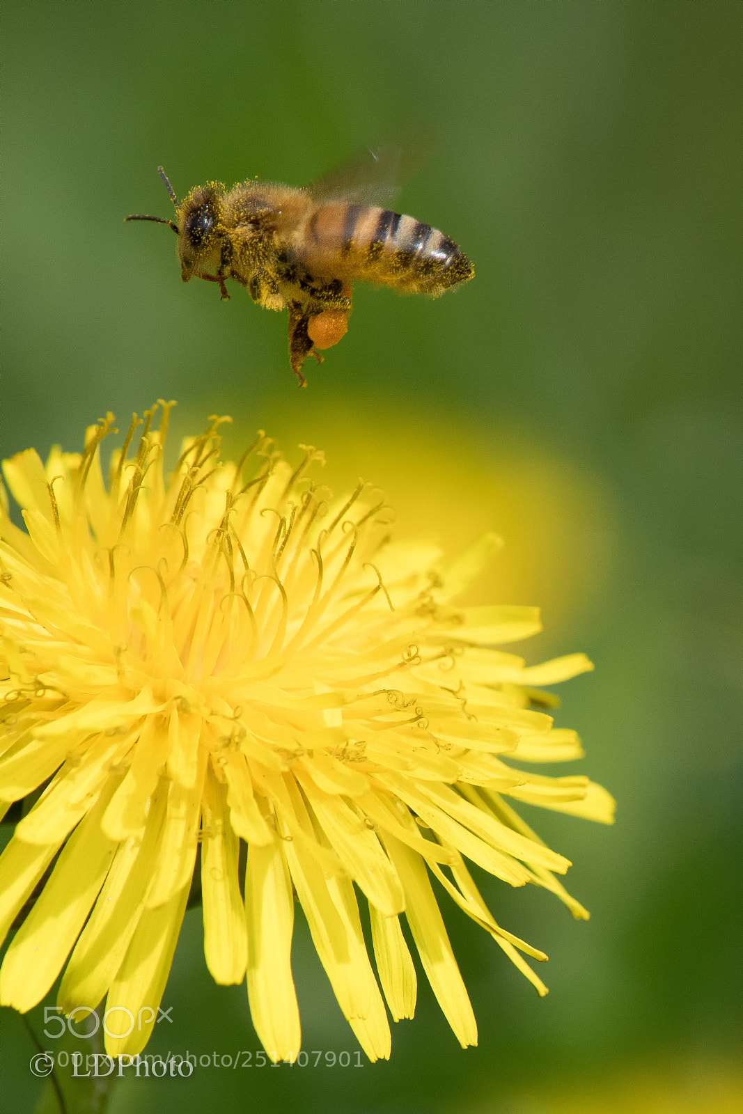 Nikon D500 sample photo. Bee on flower photography