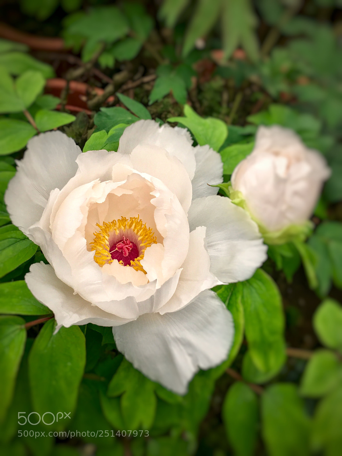 Apple iPhone 6s Plus sample photo. Peony photography
