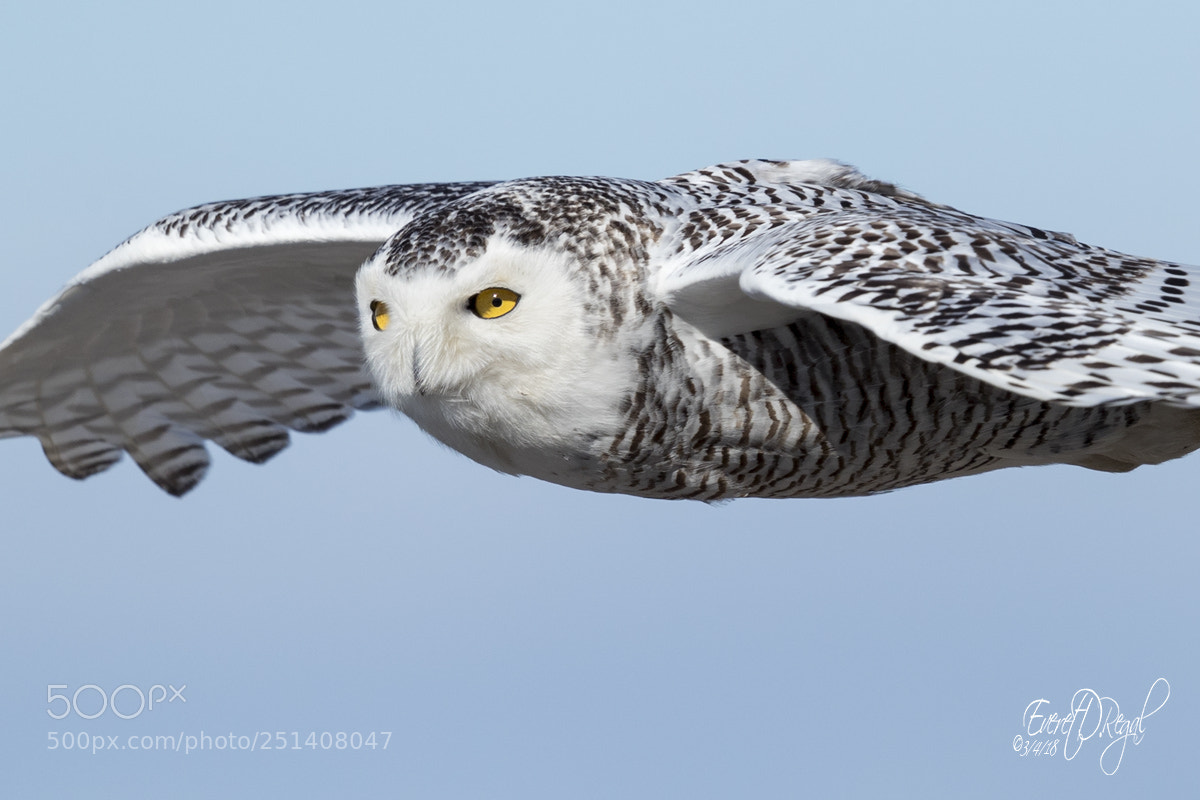 Canon EOS-1D X Mark II sample photo. Snowy owl fly-by photography
