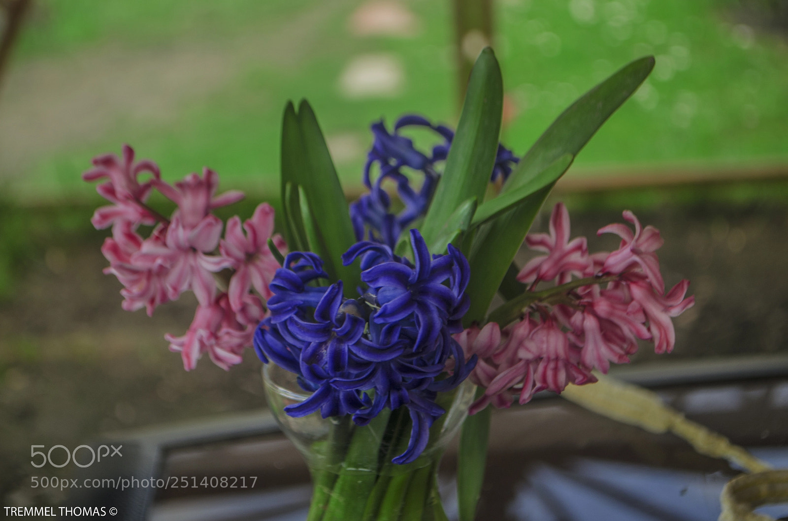 Nikon D5100 sample photo. Hyacinth photography