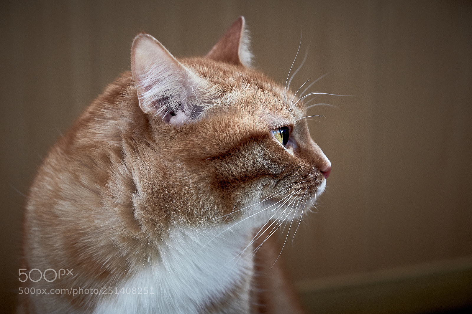 Fujifilm X-T2 sample photo. Marcel photography