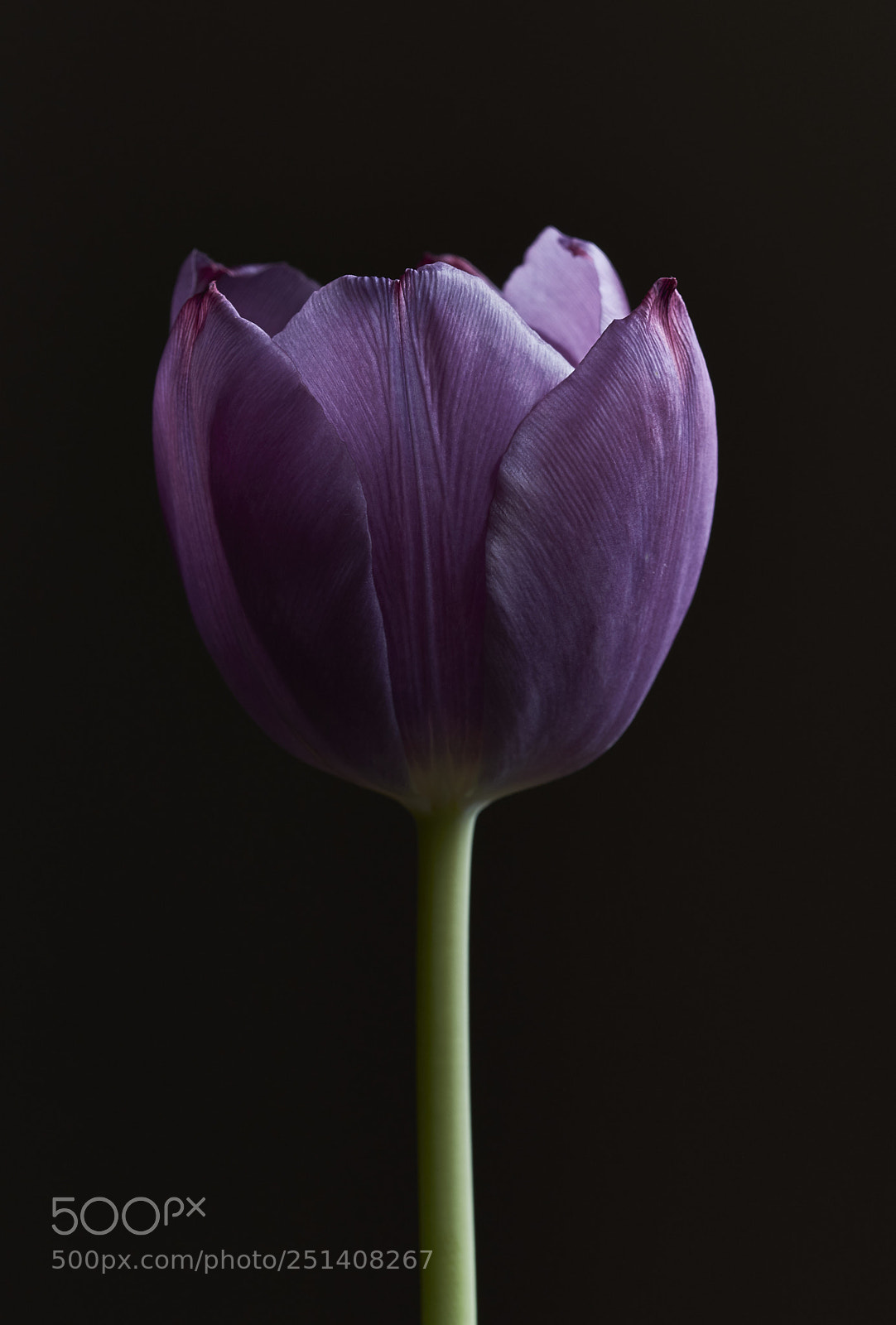 Nikon D7200 sample photo. Tulip photography