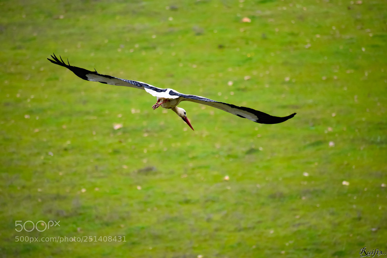 Nikon D5600 sample photo. The stork's flight photography