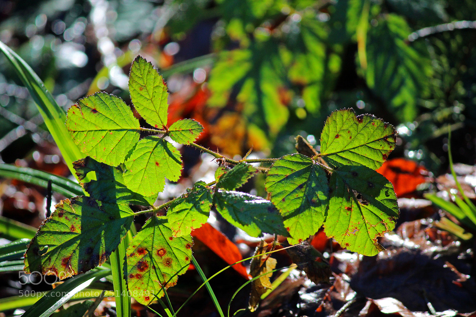 Canon EOS 600D (Rebel EOS T3i / EOS Kiss X5) sample photo. It smells like spring photography