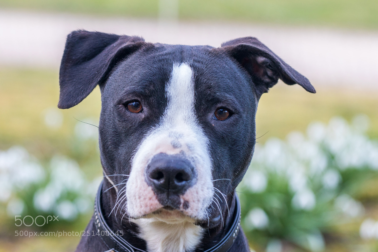 Canon EOS 80D sample photo. Ma p'tite bull d'amour photography
