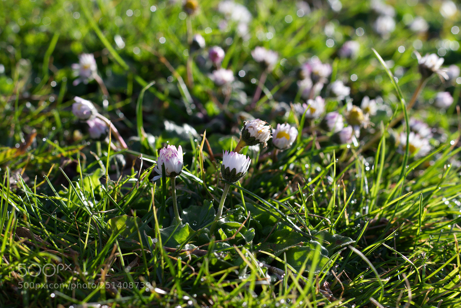 Canon EOS 80D sample photo. Springtime photography