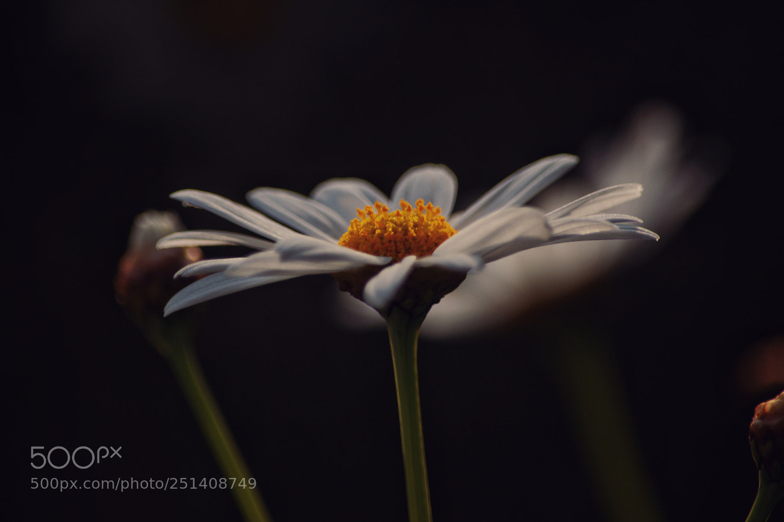Nikon D5200 sample photo. Margerita photography