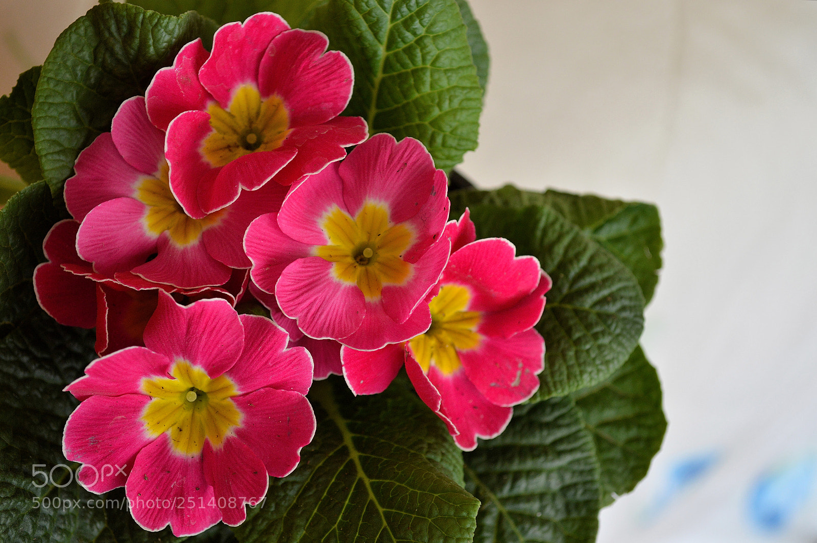 Nikon D3200 sample photo. Flowers photography