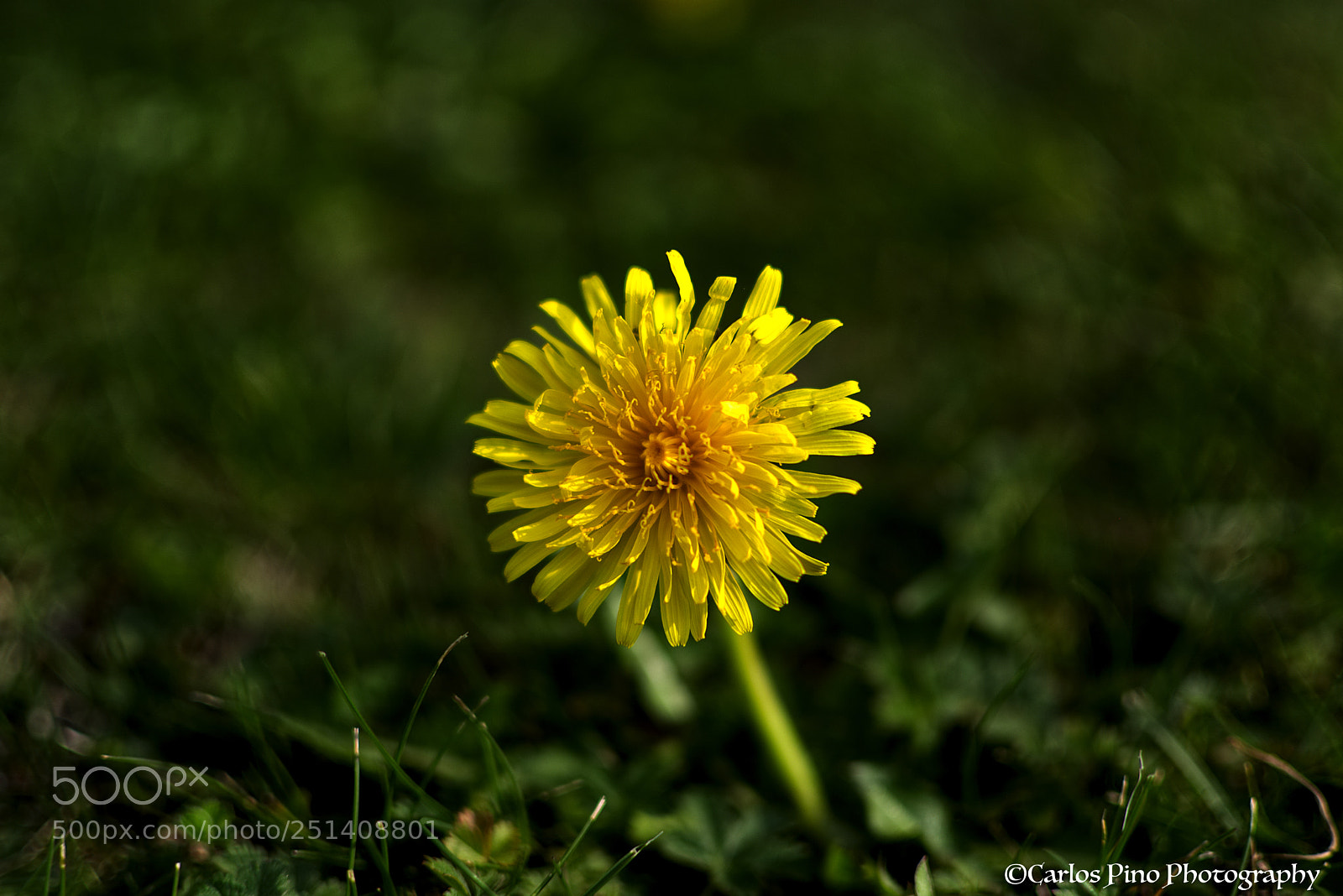 Nikon D7200 sample photo. Florecilla photography