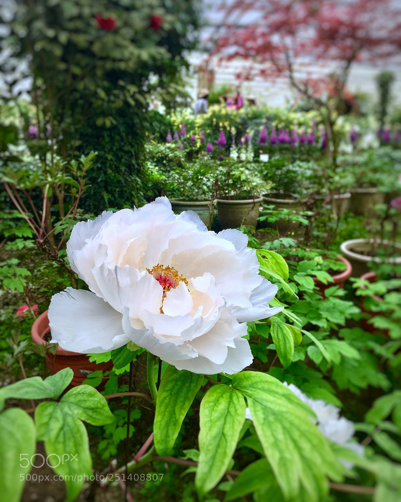 Apple iPhone 6s Plus sample photo. Untitled photography