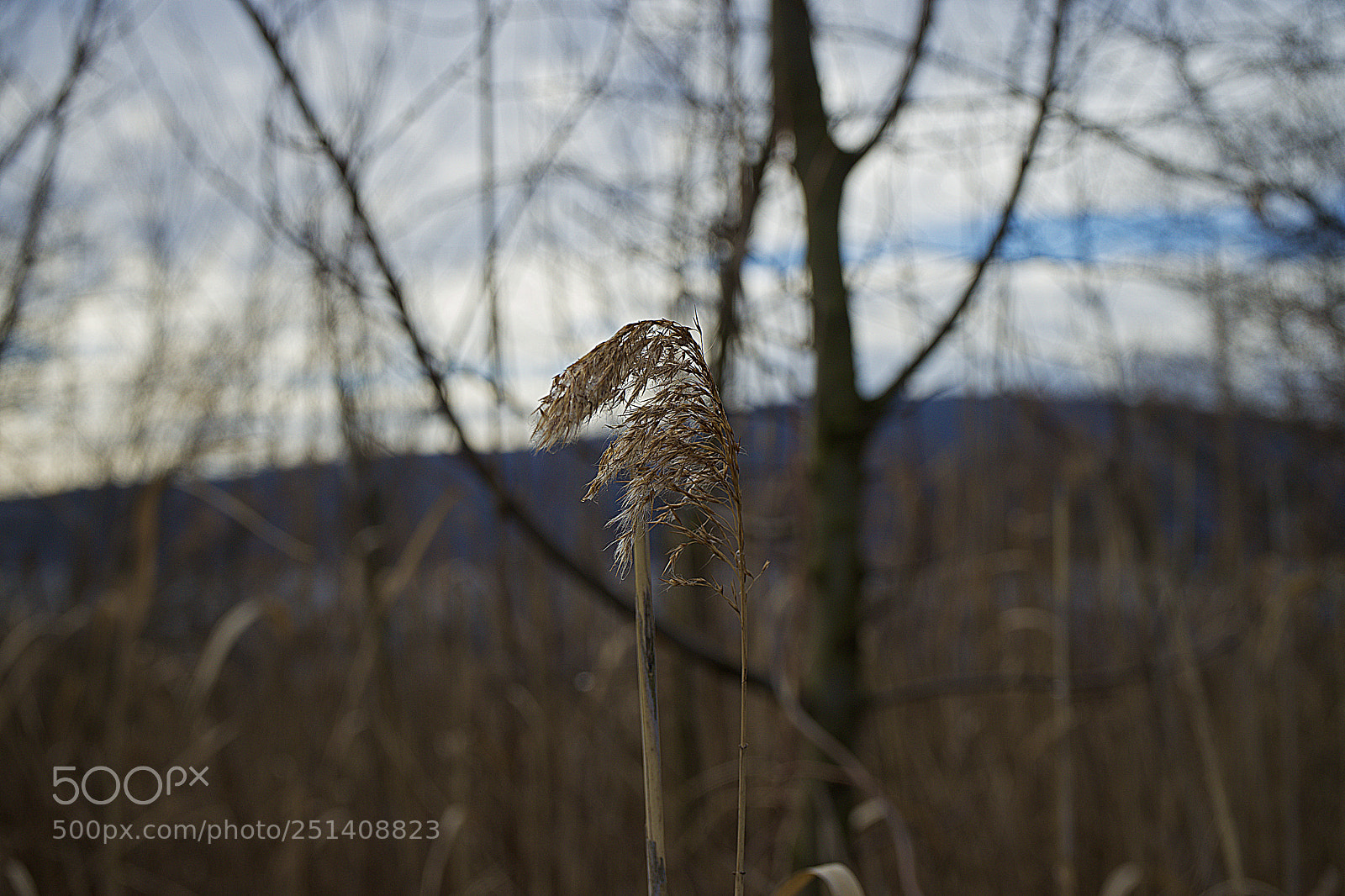 Sony a7 sample photo. Geass photography