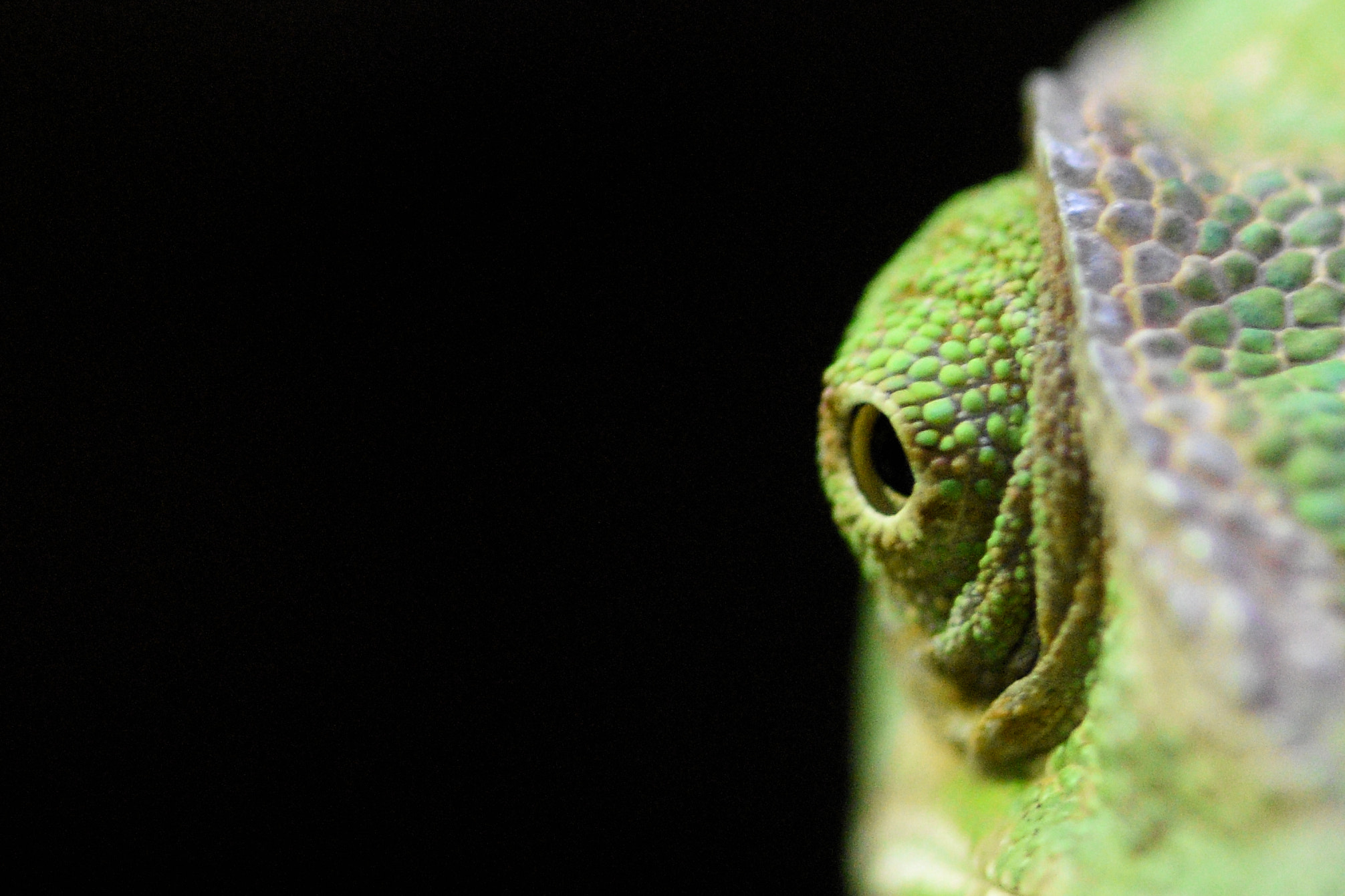 Sigma 105mm F2.8 EX DG OS HSM sample photo. Cameleon eye photography