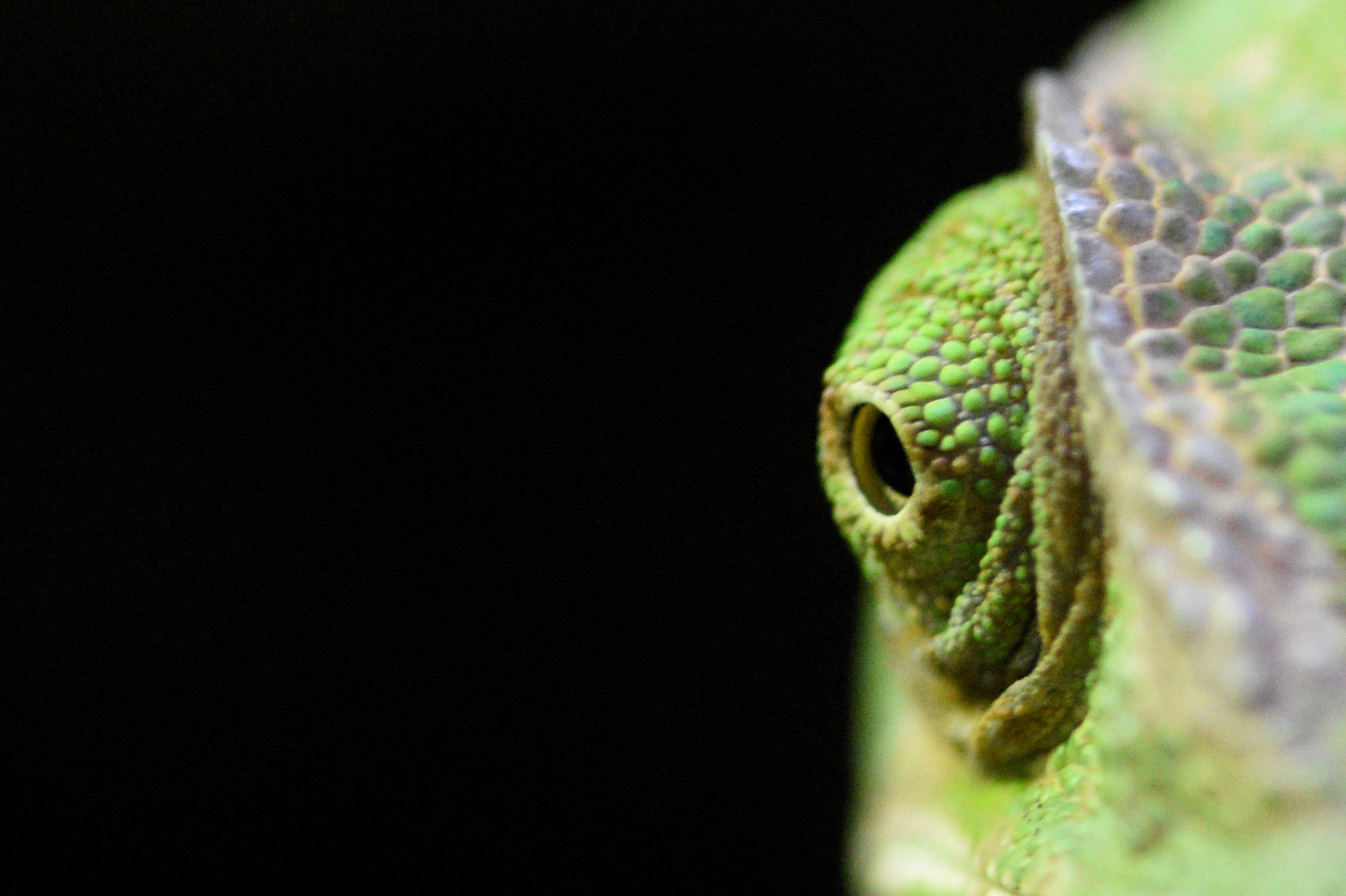 Nikon D5500 + Sigma 105mm F2.8 EX DG OS HSM sample photo. Cameleon eye photography