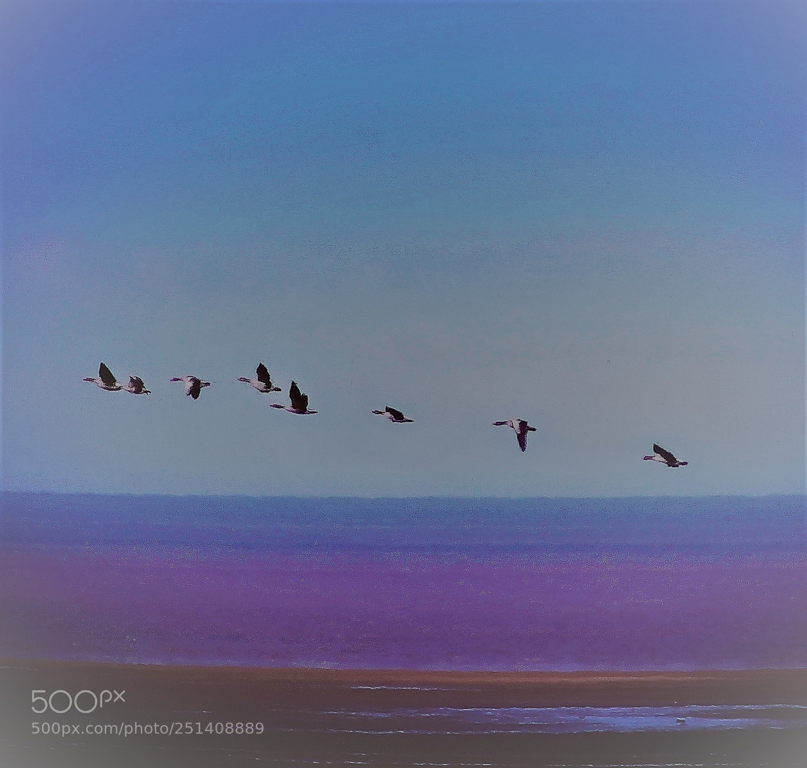 Canon EOS 700D (EOS Rebel T5i / EOS Kiss X7i) sample photo. Geese at the beach photography