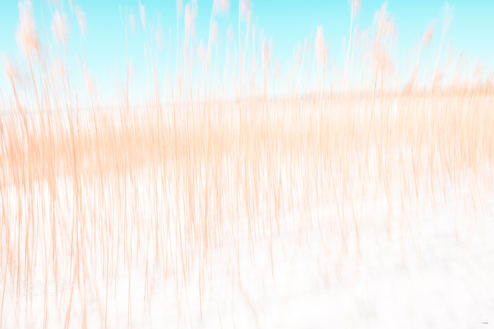 Nikon D7200 sample photo. Reed (creative) photography