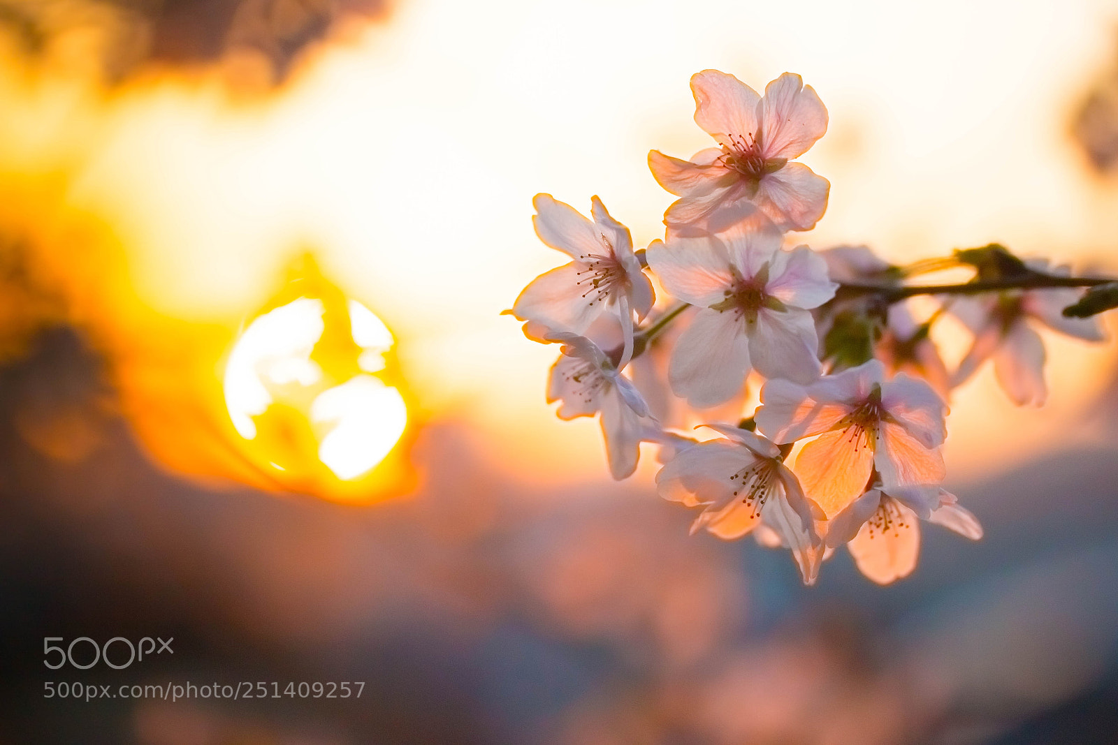 Canon EOS 70D sample photo. Sakura sunset photography