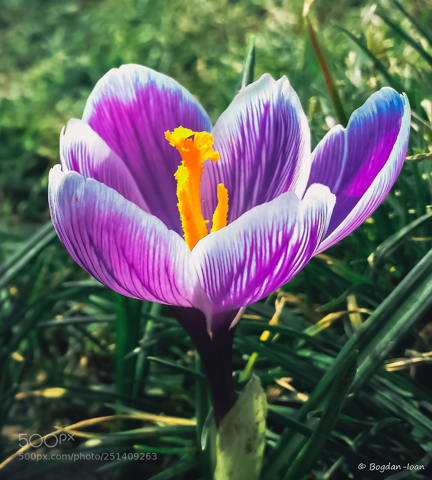 Samsung Galaxy S4 sample photo. Flower photography