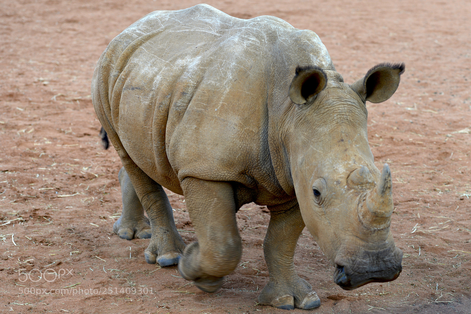 Nikon D800 sample photo. Rhino  blanc photography