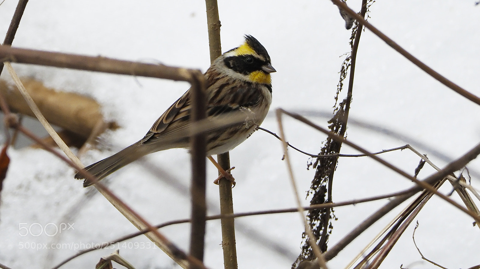 Olympus OM-D E-M1 Mark II sample photo. In the snow photography